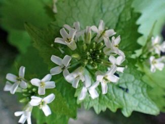 Alliaire officinale en fleurs