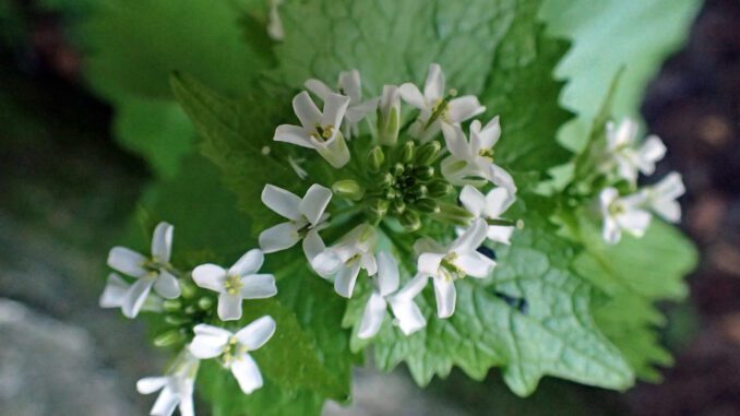 Alliaire officinale en fleurs