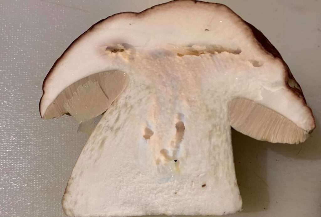 Un champignon (cèpe) véreux entrain d'être nettoyé de ses vers