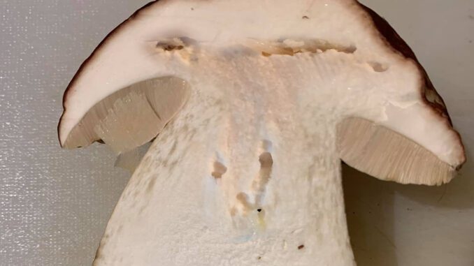Un cèpe véreux - Un champignon avec des vers