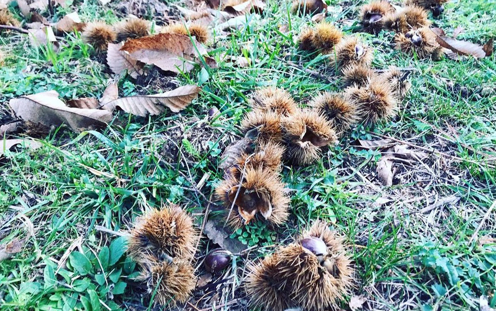 Noix : Où et quand les ramasser - Chasseurs de champignons