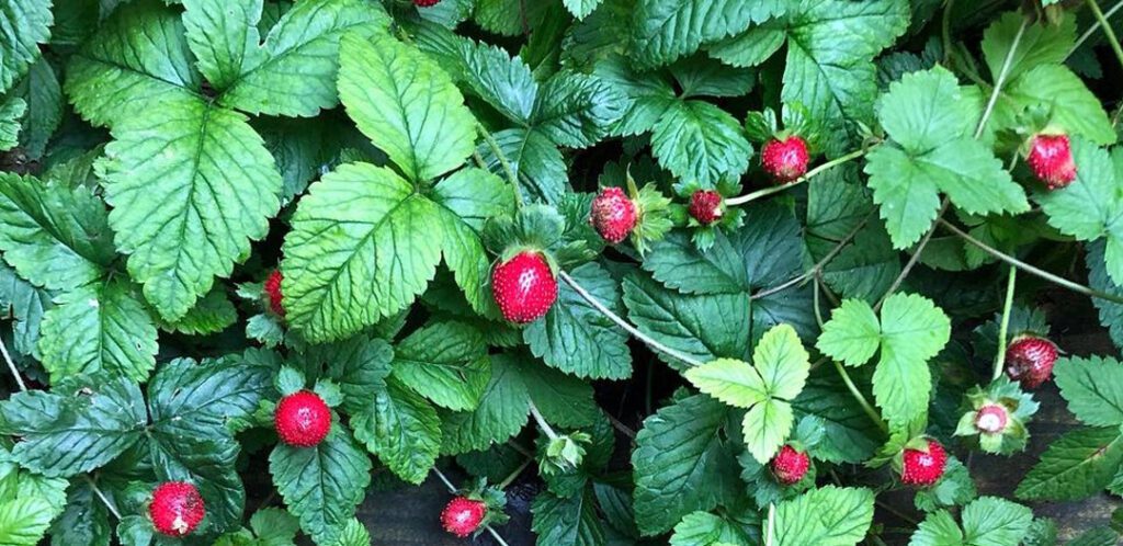 Des fraises des bois bien mûres