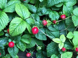 Des fraises des bois bien mûres