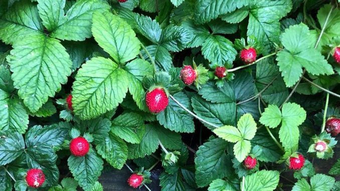 Des fraises des bois bien mûres