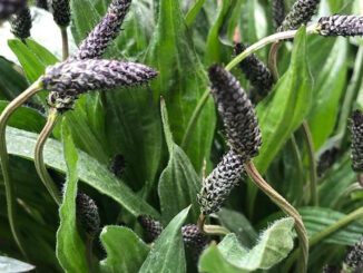 Plantain lancéolé ( en milieu herbeux