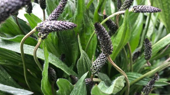 Plantain lancéolé ( en milieu herbeux