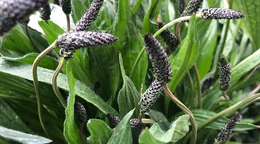 Plantain lancéolé ( en milieu herbeux