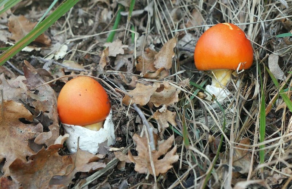 2 amanites des césars - oronge - Amanita  caesarea