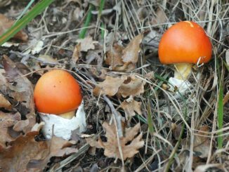 2 amanites des césars - oronge - Amanita caesarea