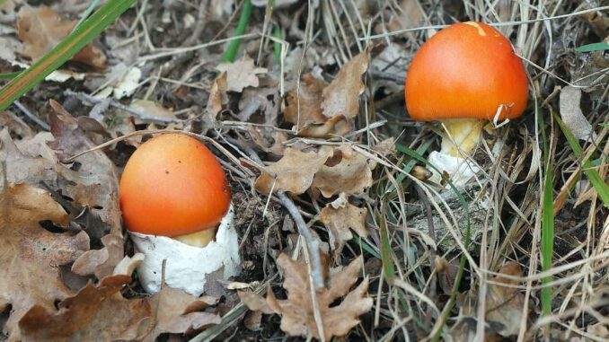 2 amanites des césars - oronge - Amanita caesarea