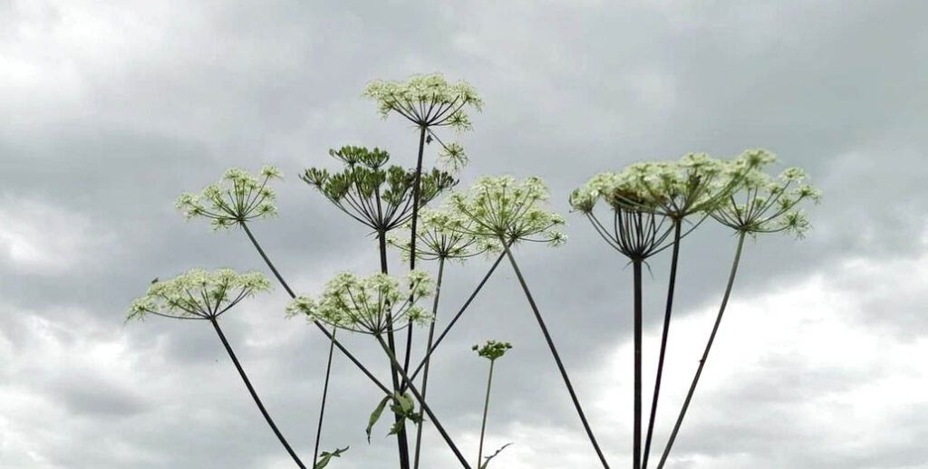 Berce commune ou grande Berce - Heracleum sphondylium