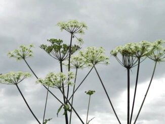 Berce commune ou grande Berce - Heracleum sphondylium