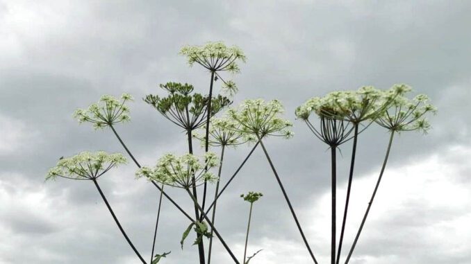 Berce commune ou grande Berce - Heracleum sphondylium