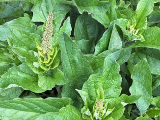 Blitum bonus-henricus ou Chenopodium bonus-henricus, le Chénopode bon-Henri, Ansérine bon-Henri ou Herbe du bon Henri