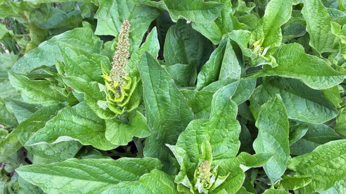 Blitum bonus-henricus ou Chenopodium bonus-henricus, le Chénopode bon-Henri, Ansérine bon-Henri ou Herbe du bon Henri