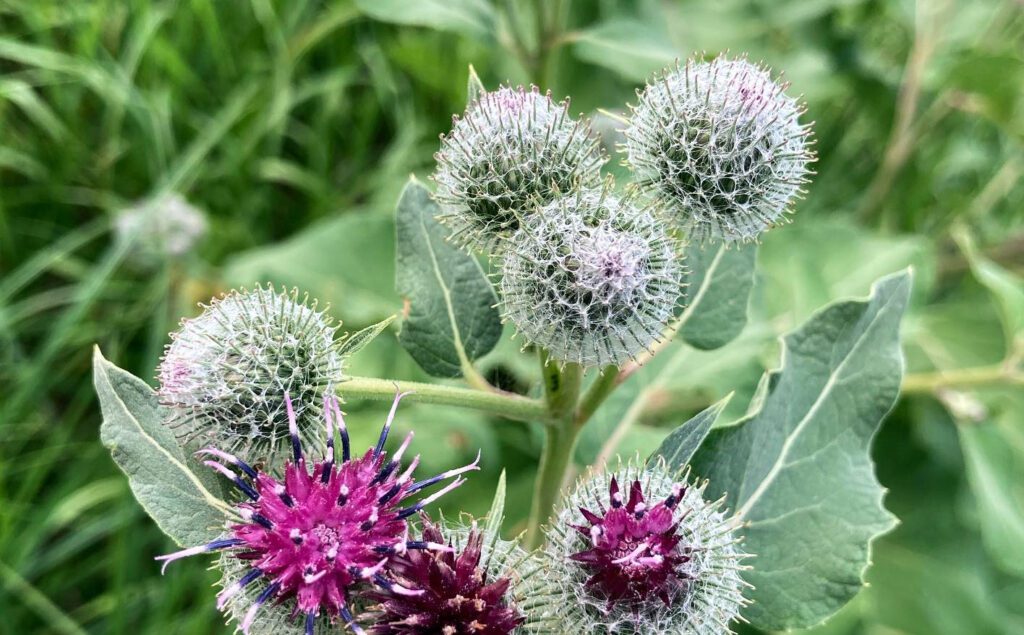 Bourgeons et fleurs de bardane - grande bardane - arctium lappa