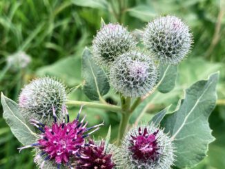 Bourgeons et fleurs de bardane - grande bardane - arctium lappa