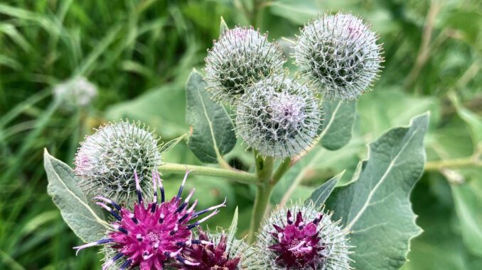 Bourgeons et fleurs de bardane - grande bardane - arctium lappa