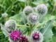 Bourgeons et fleurs de bardane - grande bardane - arctium lappa