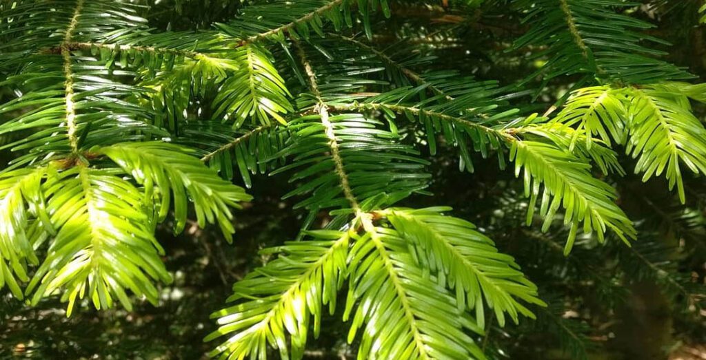 Branches de sapin blanc - abies alba