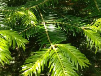 Branches de sapin blanc - abies alba