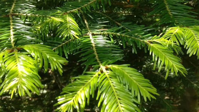 Branches de sapin blanc - abies alba