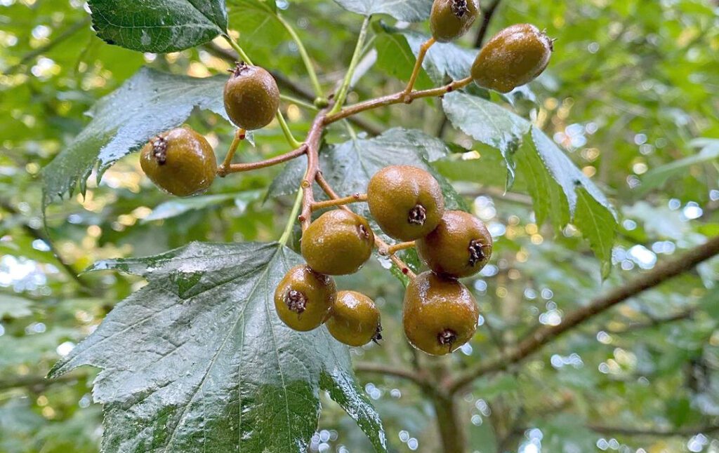 Un alisier et ses baies - sorbier torminal - sorbus torminalis