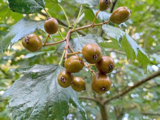 Des baies d'alisier - sorbier torminal - sorbus torminalis