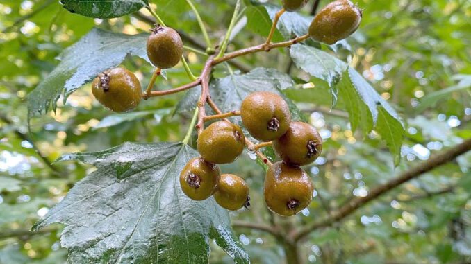 Des baies d'alisier - sorbier torminal - sorbus torminalis