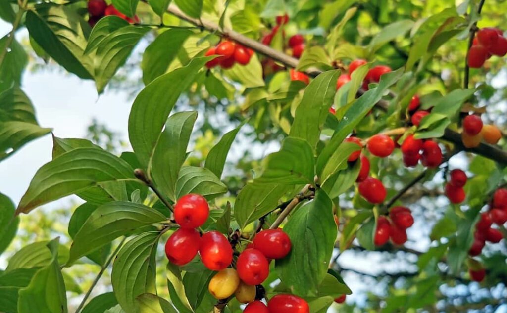 Des cornouilles presque mûres, fruit du cornouiller - cornus mas