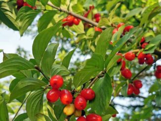 Des cornouilles presque mûres, fruit du cornouiller - cornus mas