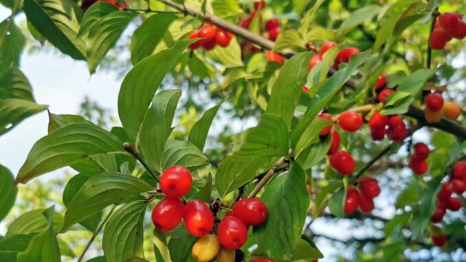 Des cornouilles presque mûres, fruit du cornouiller - cornus mas