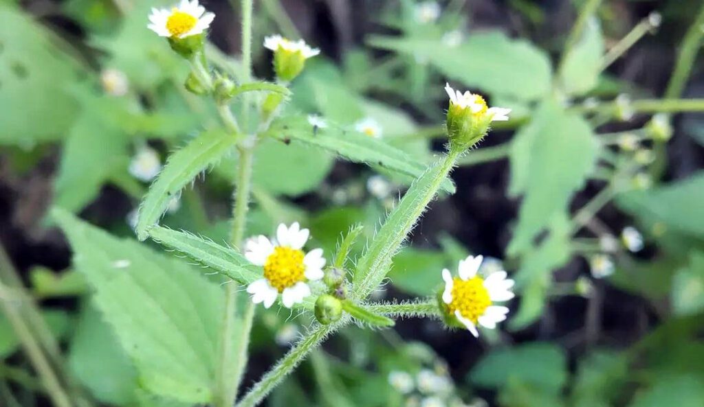 Des fleurs de Galinsoga Cilié - Galinsoga quadriradiata