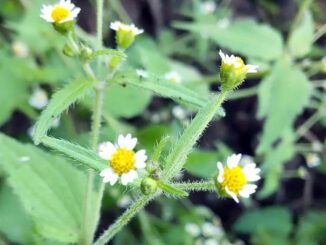 Des fleurs de Galinsoga Cilié - Galinsoga quadriradiata