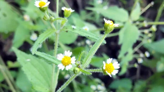 Des fleurs de Galinsoga Cilié - Galinsoga quadriradiata