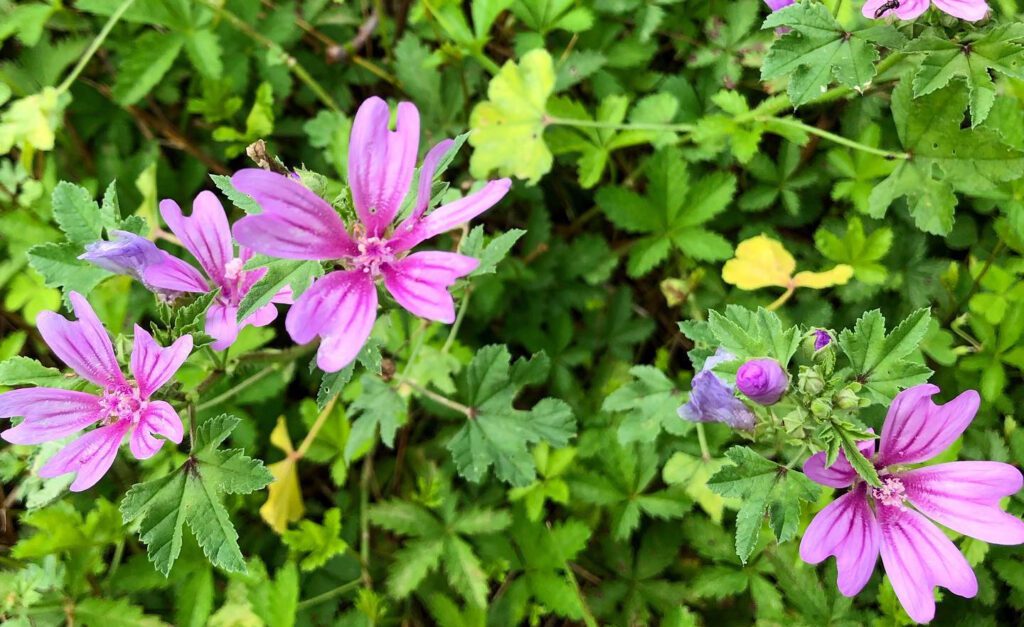 Des fleurs de grande mauve - mauve des bois - malva sylvestris