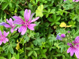 Des fleurs de grande mauve - mauve des bois - malva sylvestris