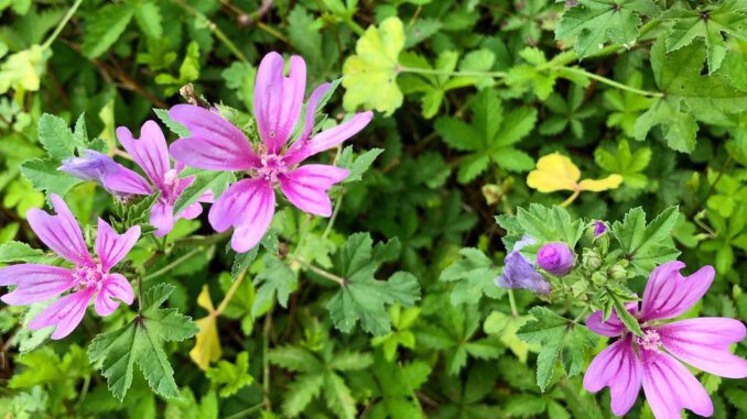 Des fleurs de grande mauve - mauve des bois - malva sylvestris