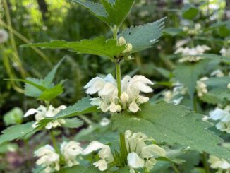 Des lamiers blancs dans la nature - ortie blanche - lamium album