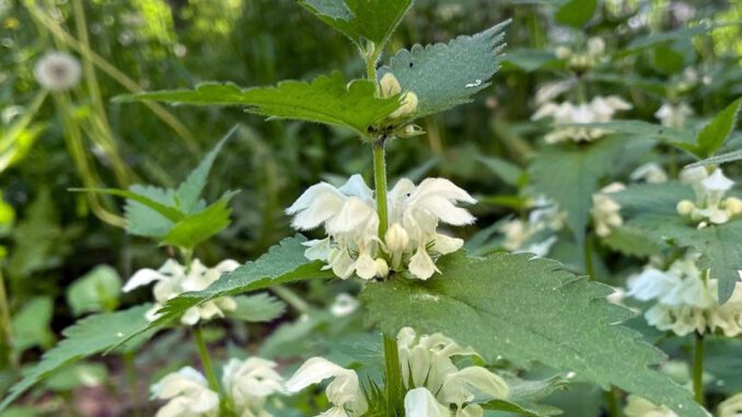 Des lamiers blancs dans la nature - ortie blanche - lamium album