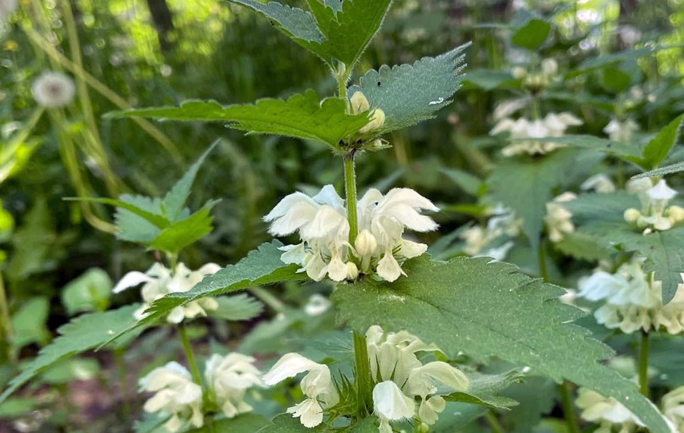 Un lamier blanc dans la nature - ortie blanche - lamium album