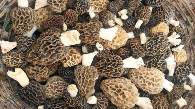 Des morilles fraîches et crues, dans un panier.