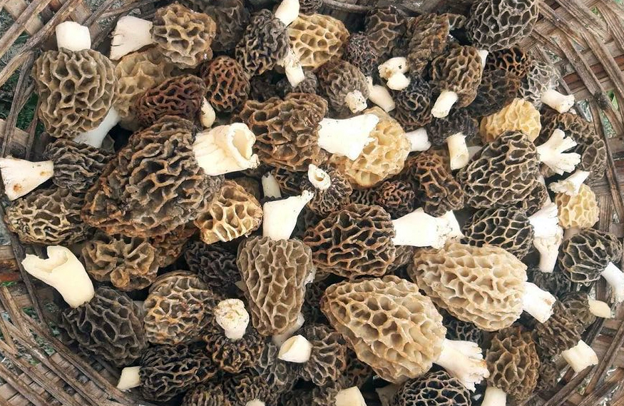 Des morilles fraîches et crues, dans un panier.