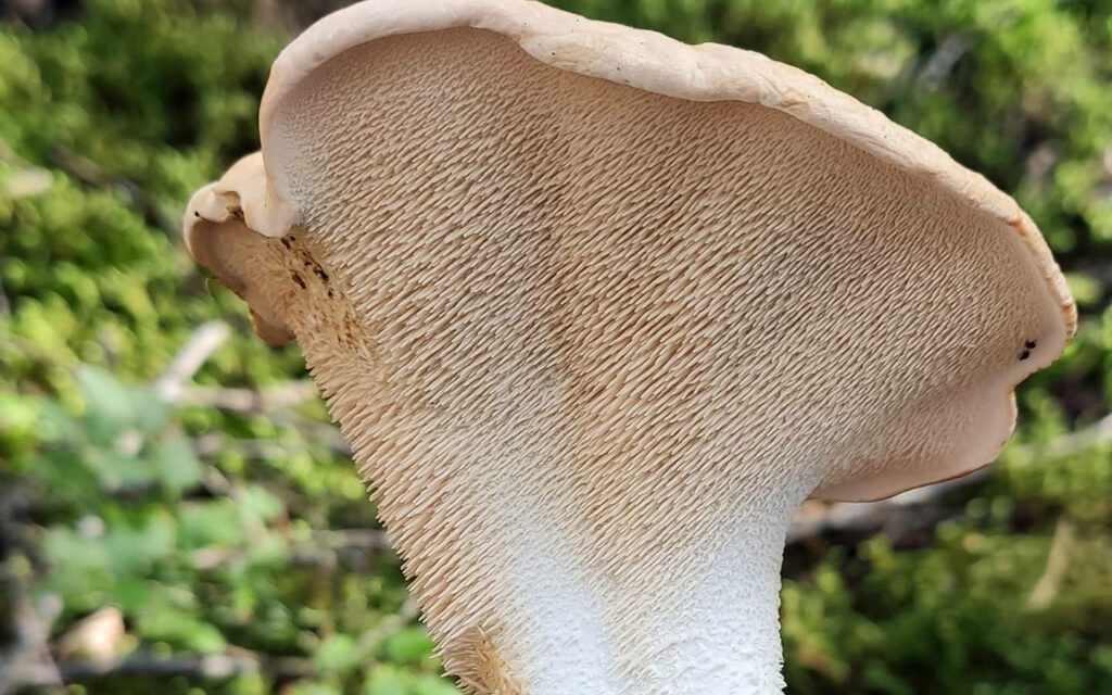 Les aiguillons du pied de mouton - hydnum repandum