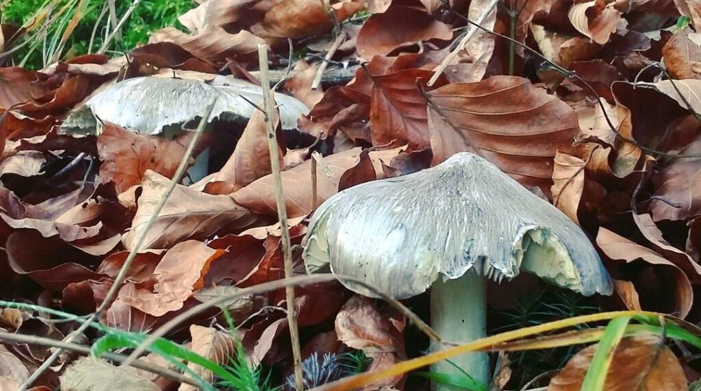 Photo de Tricholome prétentieux - Charbonnier - Tricholoma portentosum