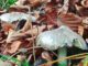 Photo de Tricholome prétentieux - Charbonnier - Tricholoma portentosum