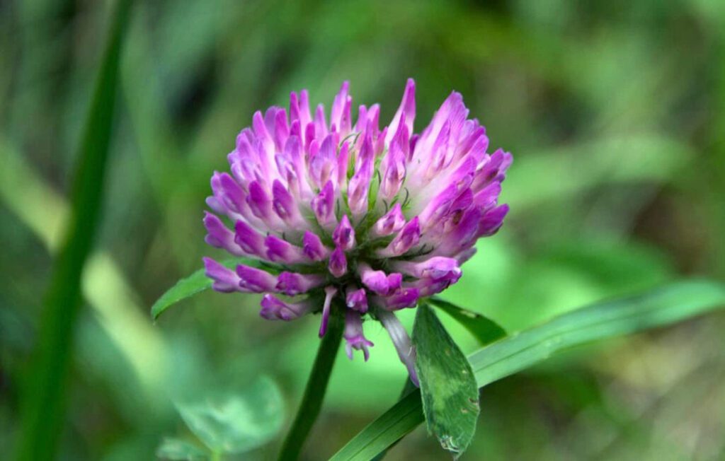 Trifolium pratense - trèfle des prés appelé aussi le trèfle violet