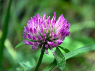 Trifolium pratense - trèfle des prés appelé aussi le trèfle violet