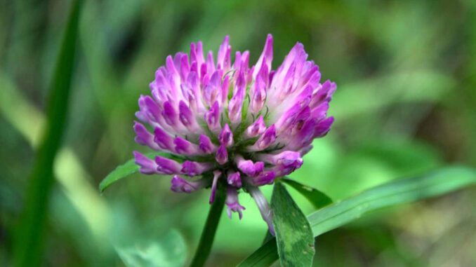 Trifolium pratense - trèfle des prés appelé aussi le trèfle violet