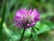 Trifolium pratense - trèfle des prés appelé aussi le trèfle violet